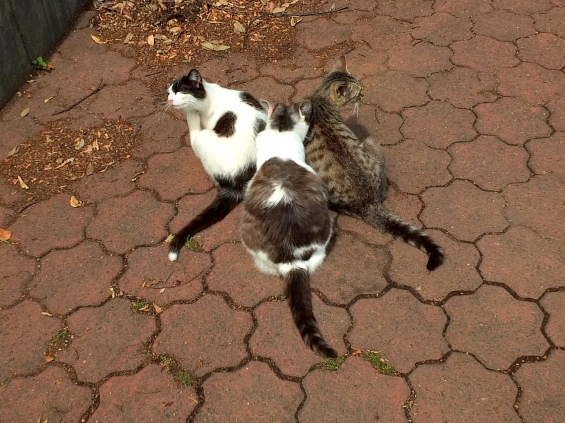 Cat pictures｜キングギドラ・・・・・（笑