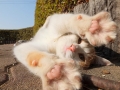 ぱっと。