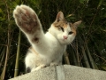 ねこぱんち！