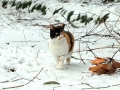 雪　猫
