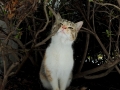 お鼻がかゆいの。