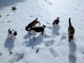 雪上運動会？