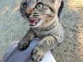 あそぼ！あそぼ！