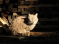 唐沢山にゃんこ