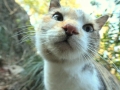 唐沢山にゃんこ3