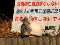 きょうだい
