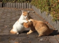 押さえ込み！