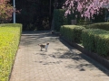 桜　猫