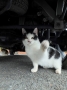 猫　拳