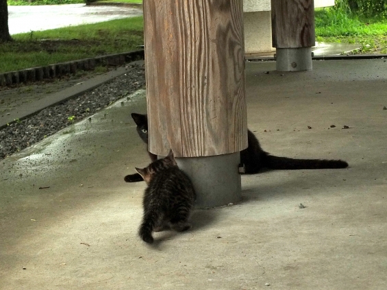Cat pictures｜かくれんぼ