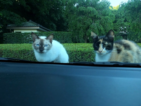 Cat pictures｜ドキッ・・・・・