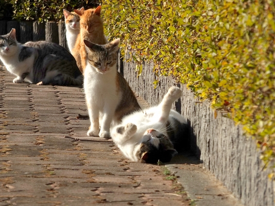 Cat pictures｜なにしてんだ？
