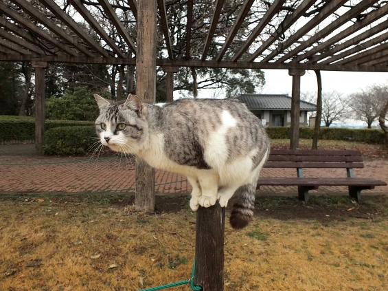 Cat pictures｜お～っとっとっと・・・・・