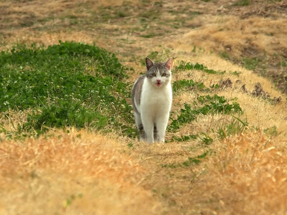 Cat pictures｜畦道で。