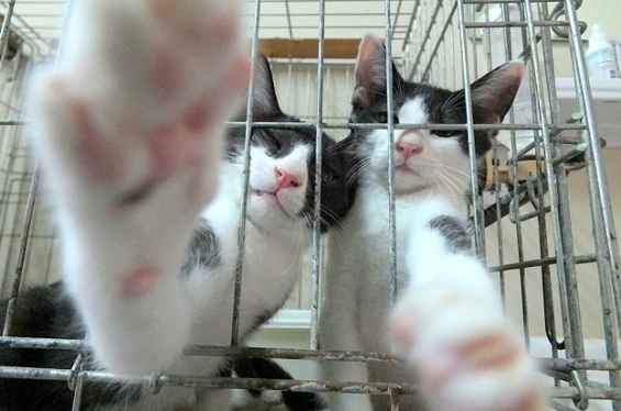 Cat pictures｜あそんであそんで～！