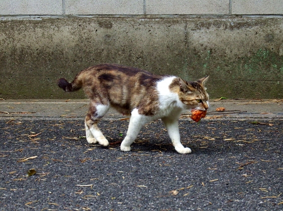 Cat pictures｜子らのもとへ