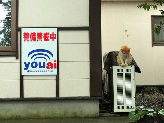 Cat pictures｜警備警戒中