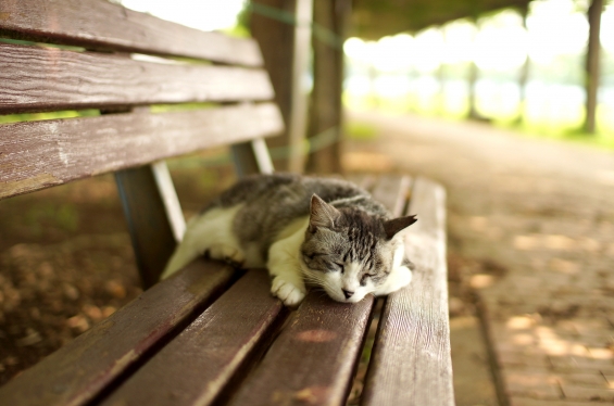 Cat pictures｜おねむ