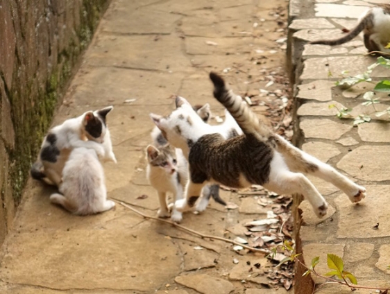 Cat pictures｜あそぼ！あそぼ！