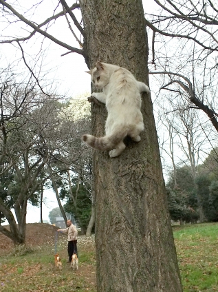 Cat pictures｜「隠れ身の術」