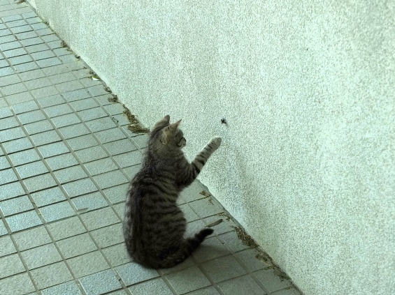 Cat pictures｜ちょいちょい