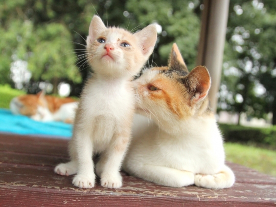 Cat pictures｜やさしいミケさん
