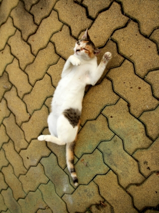 Cat pictures｜盆踊り