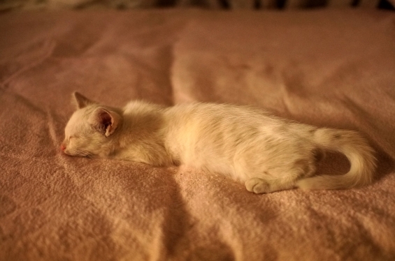 Cat pictures｜この子飼います
