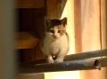 唐沢山神社の子猫