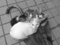 里親をさがしています。