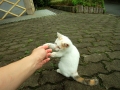 にゃんだこれは？