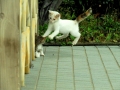 ぴょんっ！