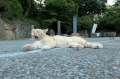 まるちゃん寝不足。