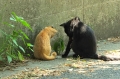 とうちゃん、これなんだ？