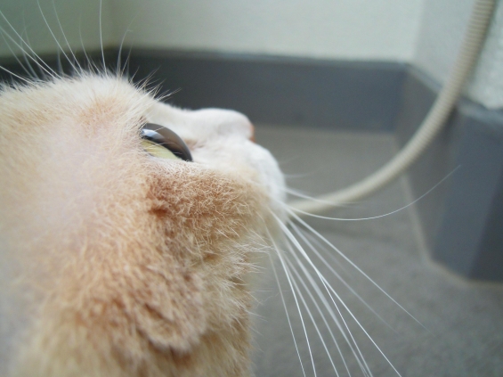 Cat pictures｜水晶玉