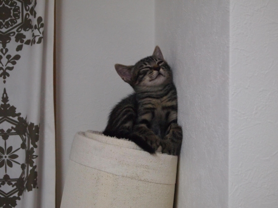 Cat pictures｜寝にくくない？