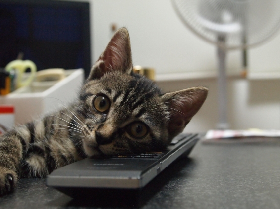 Cat pictures｜添い寝してあげようかにゃん？
