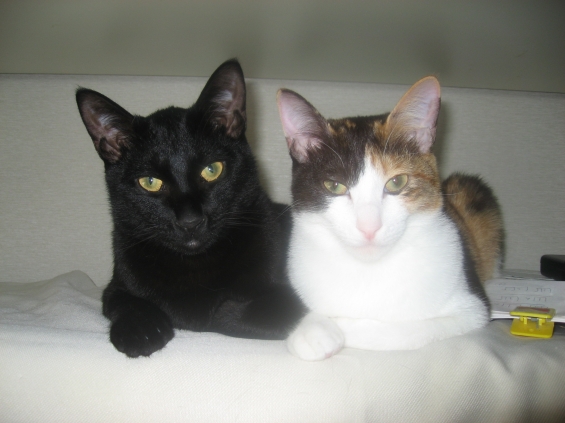 Cat pictures｜はじめまして