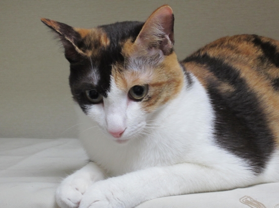 Cat pictures｜わたしって　美人かしら･･･？