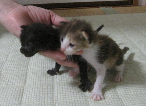 Cat pictures｜やっと歩けたよ