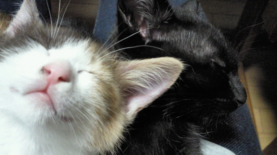 Cat pictures｜ねむい !