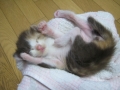産まれて一週間よ