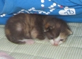 お兄ちゃんの胸の中