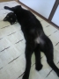 恥ずかしいよう