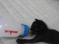 ミルクを飲んでる「まるちゃん」