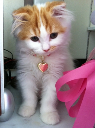 Cat pictures｜にゃんにちわ