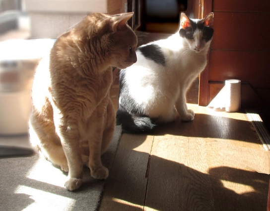 Cat pictures｜日なたに集まる季節になりました。