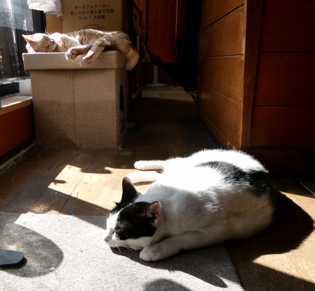 Cat pictures｜昼下がり