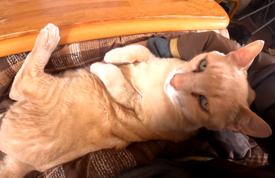 Cat pictures｜媚びスタイル(?)のオヤジ猫