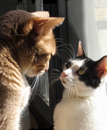 Cat pictures｜何かしゃべっている？